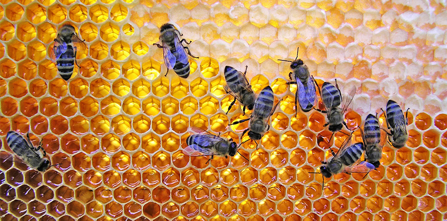 Apiterapie a apikosmetika aneb Včelí med i jed v kosmetice