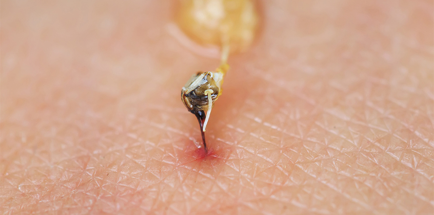 Apiterapie a apikosmetika aneb Včelí med i jed v kosmetice