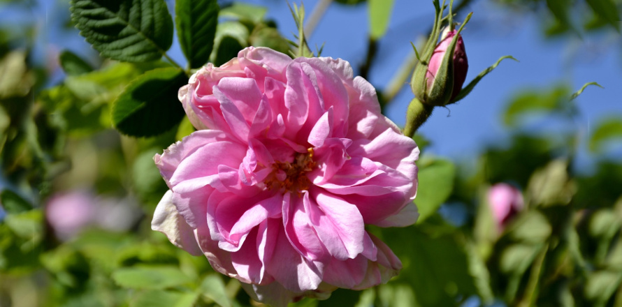 damašská růže