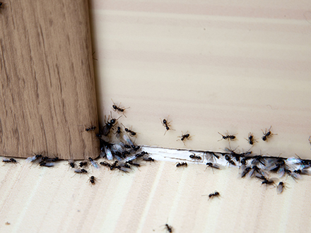 co dokáže jar - mravenci doma v roku 