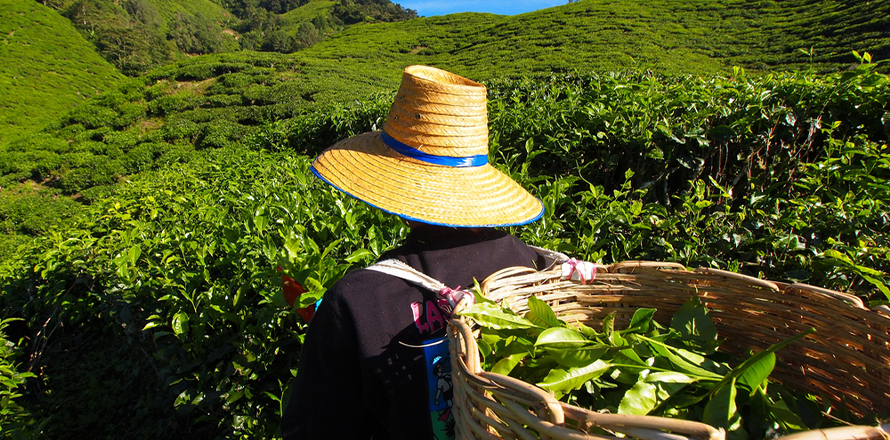 plantáže zeleného čaje